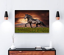 Obraz Divoký kôň zs1278